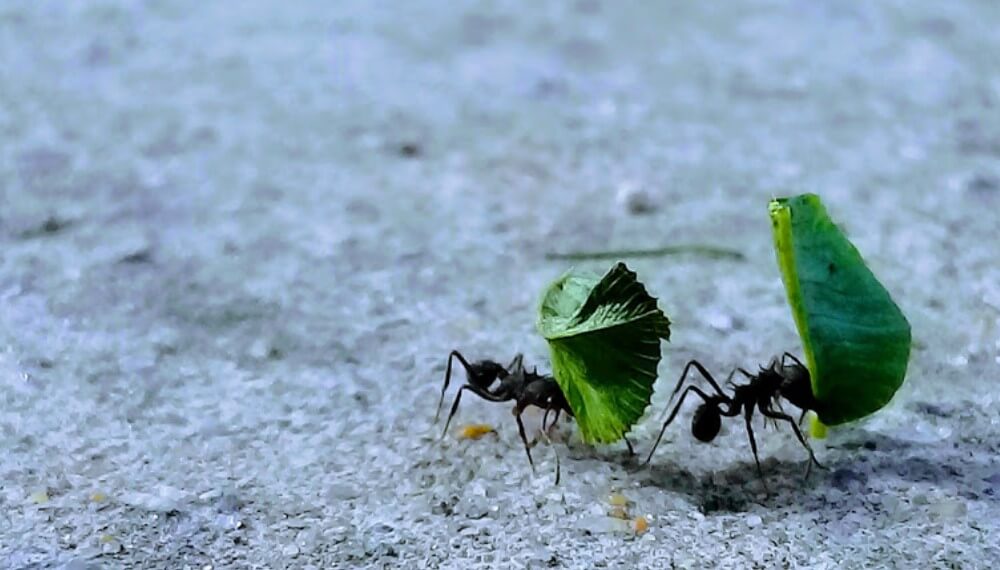 como combatir y eliminar a las hormigas negras en nuestra huerta