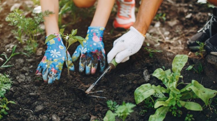 huerta en casa que sembrar y como prepararla para el otono fecoagro sitio web hemisferio sur argentina