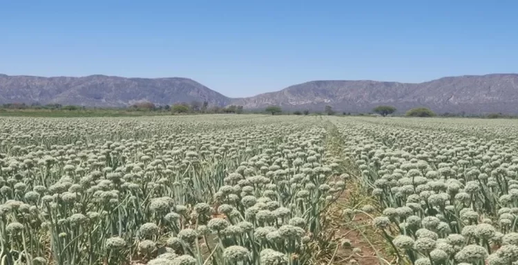 semillas una produccion poco conocida que cada vez trae mas dolares a san juan