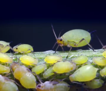 plagas de invierno en la huerta y en el jardin pocas pero peligrosas