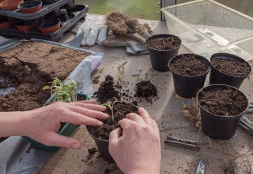 guía práctica para cultivar hortalizas en espacios pequeños