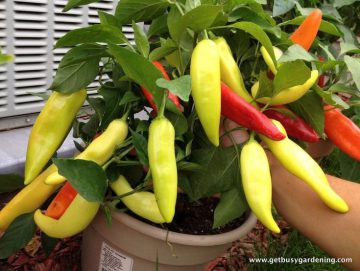 cultiva ají sweet banana en casa características, cuidados y beneficios