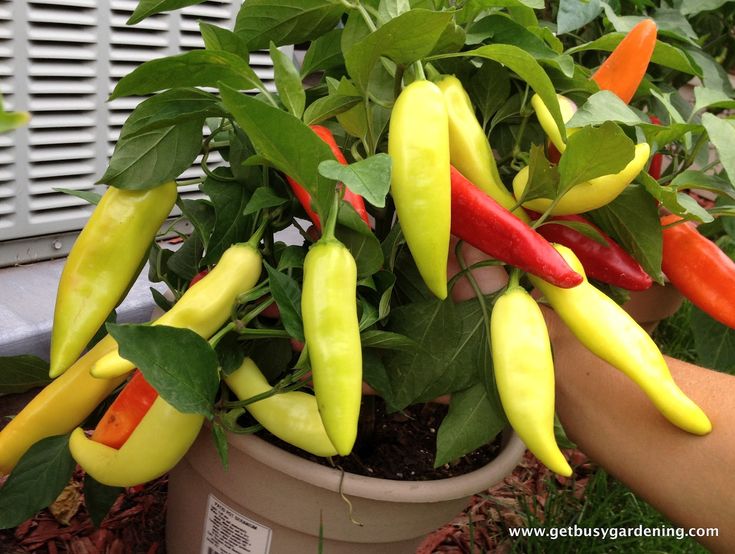 cultiva ají sweet banana en casa características, cuidados y beneficios