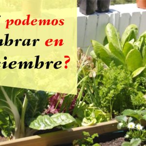 que sembrar en diciembre