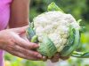 guía completa para saber como cultivar el coliflor en argentina
