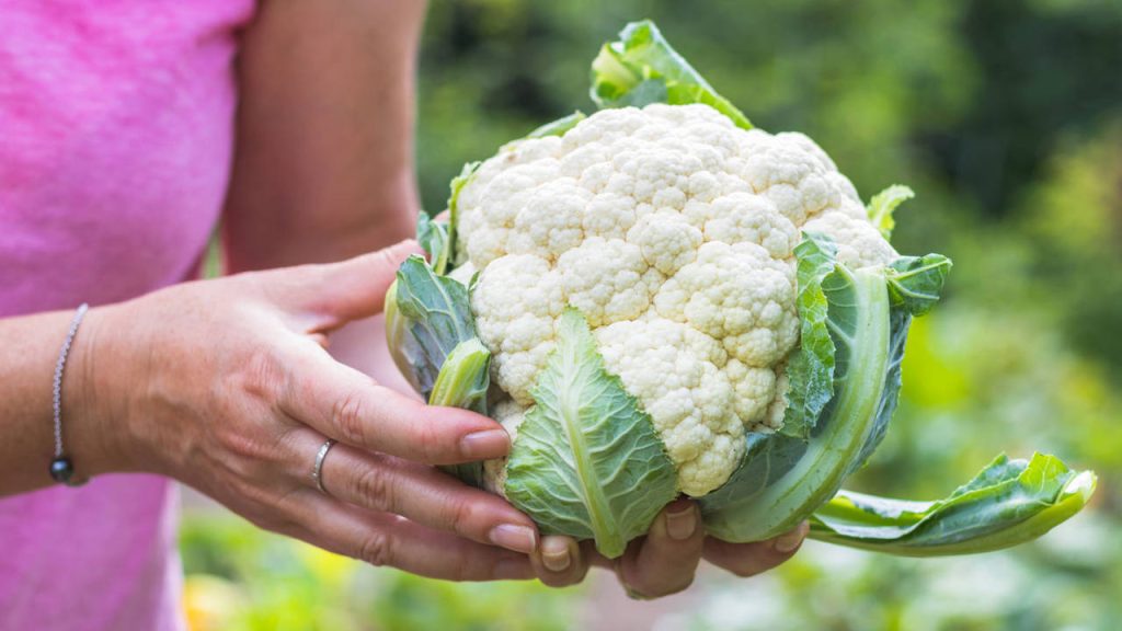 guía completa para saber como cultivar el coliflor en argentina