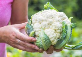 guía completa para saber como cultivar el coliflor en argentina