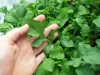 cómo sembrar rúcula en invierno guía para tu huerta en argentina