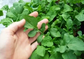 cómo sembrar rúcula en invierno guía para tu huerta en argentina