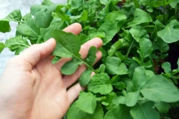 cómo sembrar rúcula en invierno guía para tu huerta en argentina