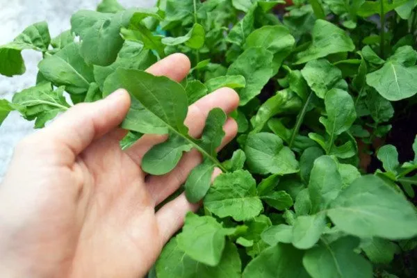 cómo sembrar rúcula en invierno guía para tu huerta en argentina