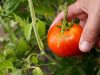 el tomate un clásico infaltable en la huerta y en la mesa