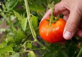 el tomate un clásico infaltable en la huerta y en la mesa