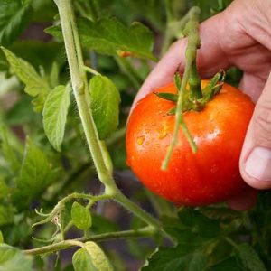 el tomate un clásico infaltable en la huerta y en la mesa