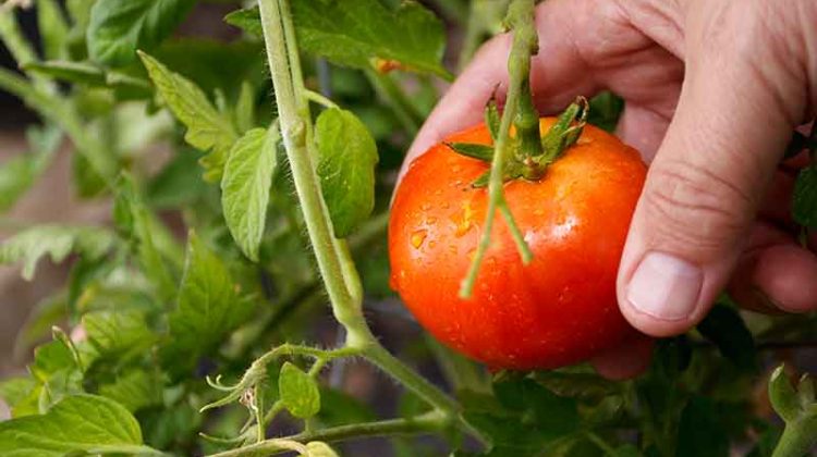 el tomate un clásico infaltable en la huerta y en la mesa
