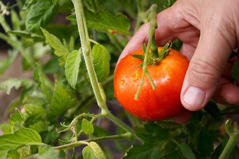 el tomate un clásico infaltable en la huerta y en la mesa